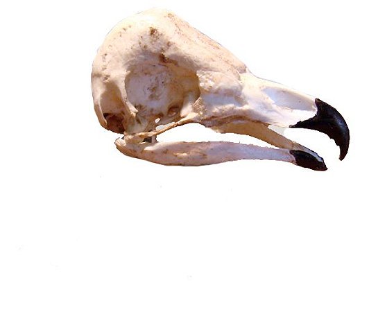Crânio Ave de Rapina 2 (Tyto furcata)