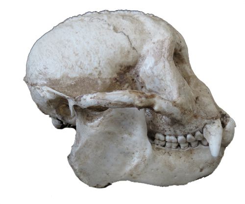 Crânio de Primata 2 - macaco prego
