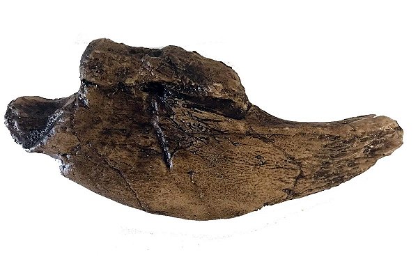 Garra de Preguiça Gigante (Megalonyx jeffersonii)