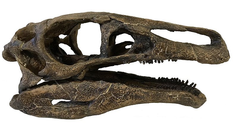 Crânio de Erlikosaurus andrewsi