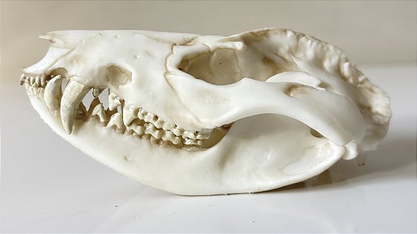 Crânio de Gambá (Didelphis albiventris)
