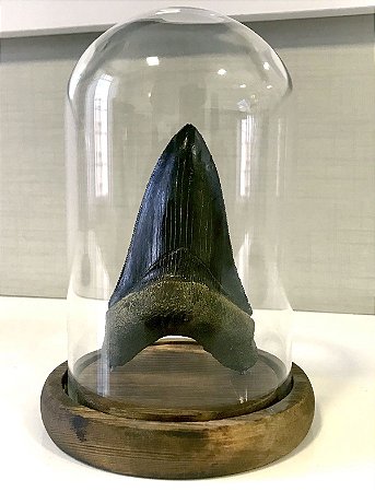 Dente de Carcharodon megalodon em redoma de vidro (modelo 2)