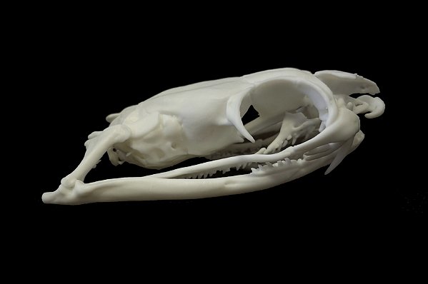 Crânio de Naja (Ophiophagus hannah)