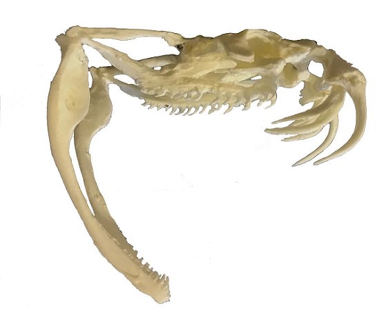 Crânio de Víbora do Gabão (Bitis gabonica)
