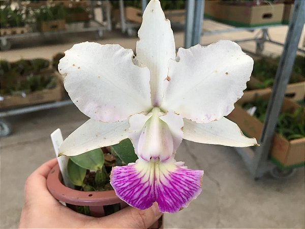 Cattleya Walkeriana Semi Alba "" Castro "" Reprodução Meristema Lacre Vermelho