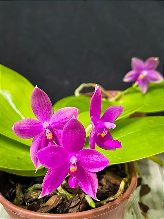 Phalaenopsis Violácea "Dark Red" espécie