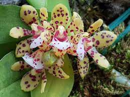 GASTROCHILUS PATINATUS  PLANTA ADULTA