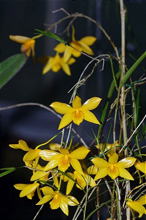 Dendrobium Hanckokii planta adulta