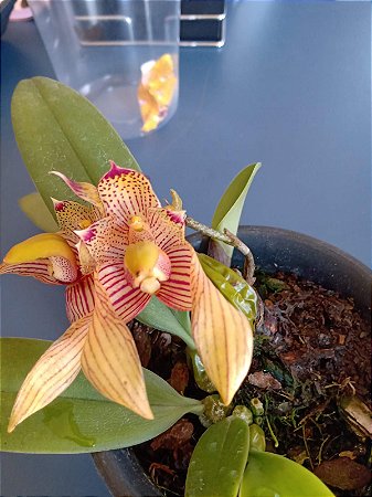 Bulbophyllum Bicolor planta adulta