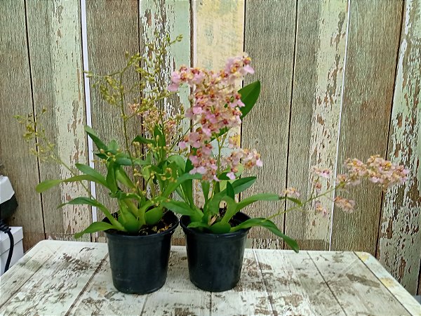 Kit  com 2 Twinkle carijó planta adulta