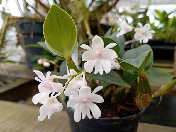 Dendrobium aberrans planta adulta no vaso