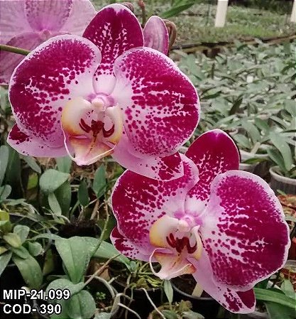 Frasco de orquídea phalaenopsis cód 21099