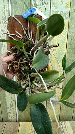 Cattleya walkeriana coerulea "Marimbondo" Lacre 1510152 planta com avarias