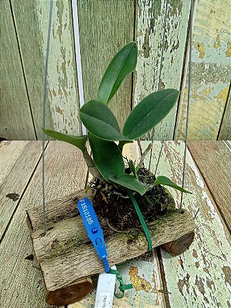 Cattleya walkeriana ( Trilabelo x Labeloide) planta com avarias Lacre F 1510185 com