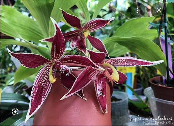 Paphinia Neudeckeri planta adulta