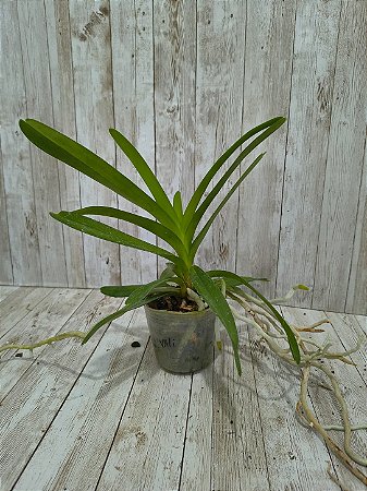 VANDA BANJONG SKY BLUE " AZUL " ( PRE ADULTA )