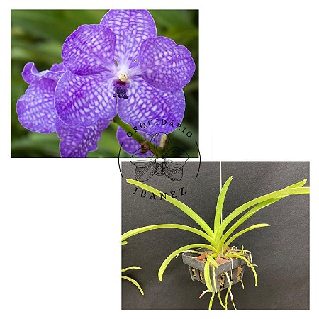 VANDA BANJONG SKY BLUE " AZUL " ( PRE ADULTA )