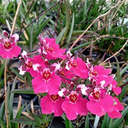 Orquídea Oncidium Equitante / Tolumnia ( ROSA )