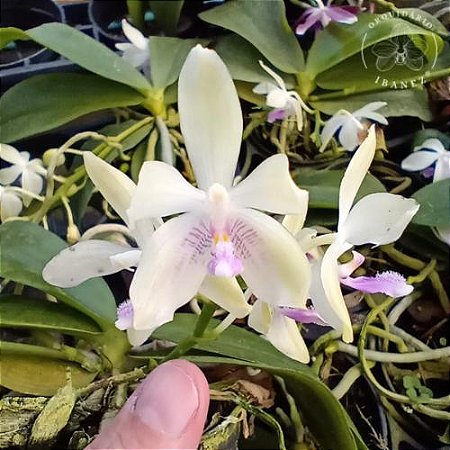 PHALAENOPSIS TETRASPIS ALBA ( PRE ADULTA )