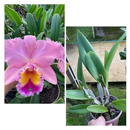 BLC GEORGE KING " SERENDIPITY "