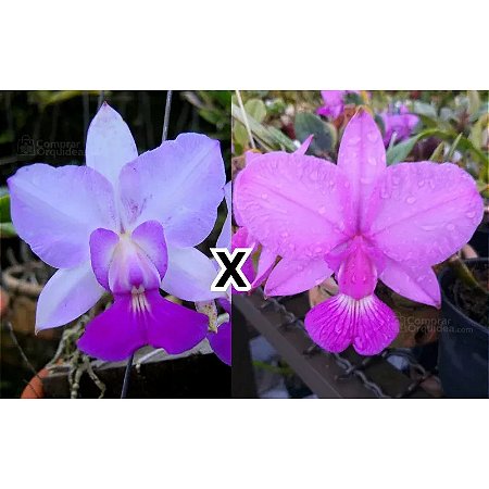 C. Walkeriana Flamea Carina x (Cambara x Lineata)