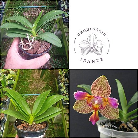 PHALAENOPSIS JOY FAIRY TALE
