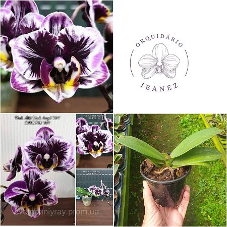 Phalaenopsis Miki Black Angel 364 - AD