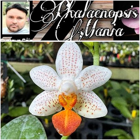 PHALAENOPSIS MINI MARK + BRINDE