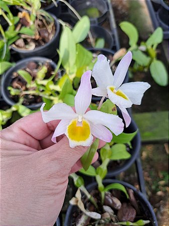 DENDROBIUM FINDLAYANUM