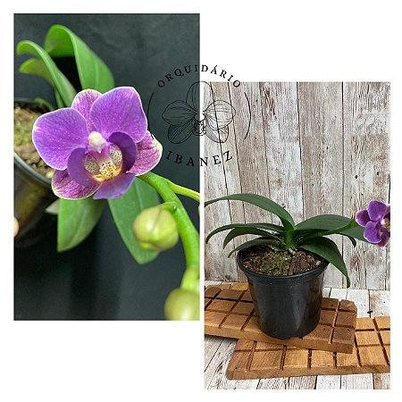 PHALAENOPSIS VIOLET EYE