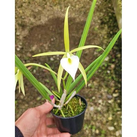 BRASSAVOLA CEBOLLETA