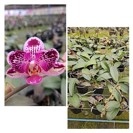 PHALAENOPSIS ANTHURA CADIZ