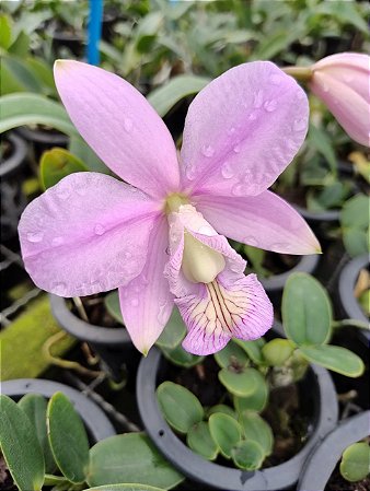 CATTLEYA NOBILIOR COERULEA " DONA JULIA "