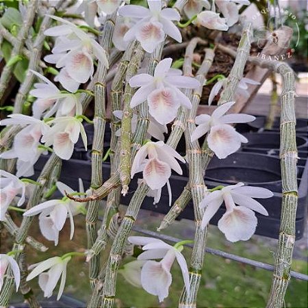 DENDROBIUM CRETACEUM POTE 5