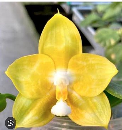 PHALAENOPSIS JOY SPRING CANARY ( seleção especial )