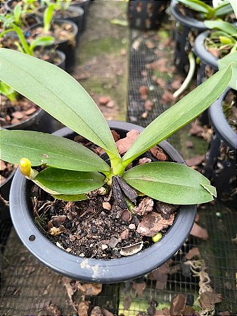 PHALAENOPSIS JOY SPRING CANARY ( seleção especial )