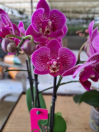 PHALAENOPSIS CLAUDIA COM 3 HASTES