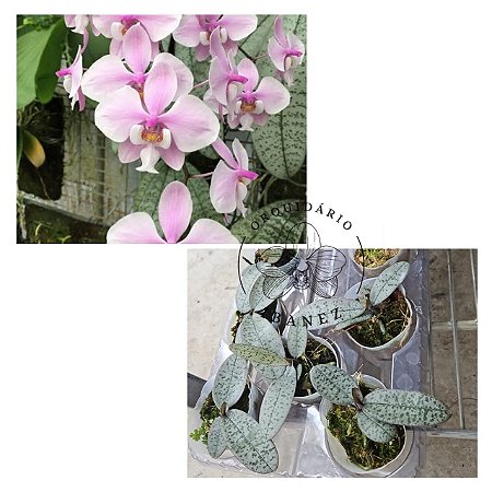 PHALAENOPSIS SCHILLERIANA "" PRATA ""