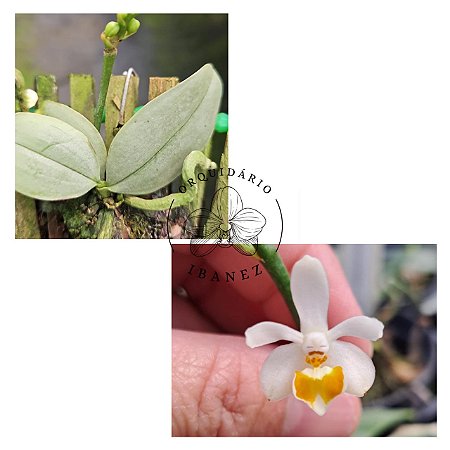 PHALAENOPSIS MALIPOENSIS (  YELLOW FORM )