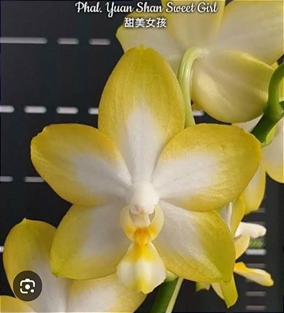 Phal Yuan Shan Sweet Girl