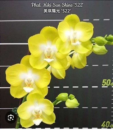 Phal Miki Sun Shine '522'