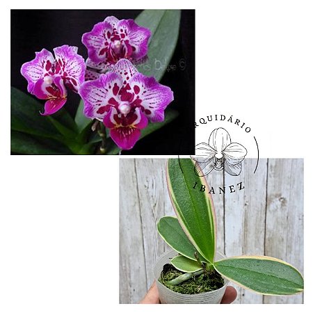 PHALAENOPSIS YONGHOME  SUMMER ( VARIEGATA )