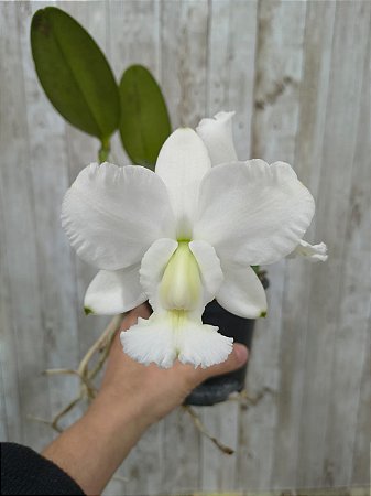 CATTILEYA DOLOSA ALBA ( EXEMPLAR UNICO MATRIZ )