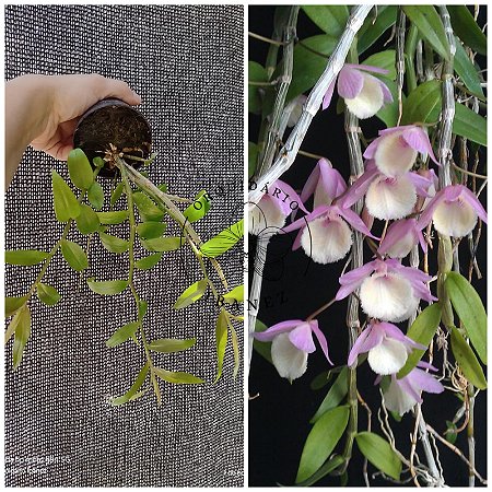 Dendrobium Pierardii
