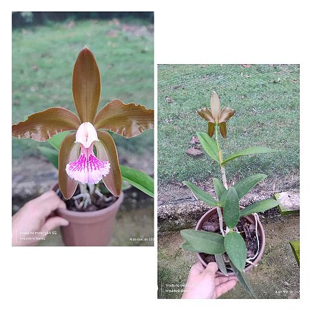 CATTLEYA GRANULOSA " JORDÃO X TRILABELO "