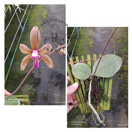 PHALAENOPSIS HONGHENENSIS X KUNSTLERI