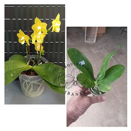 PHALAENOPSIS JOY SPRING CANARY ( PLANTA ADULTA)