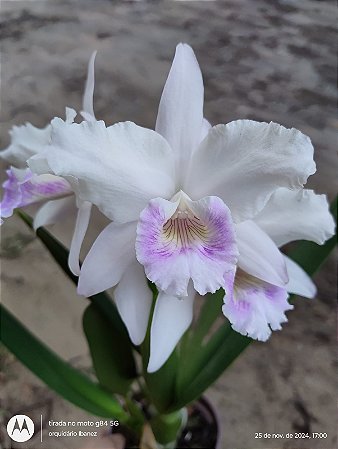 LAELIA PURPURATA RUSSELIANA HENRIQUE  X  L.P RUSSELIANA FINHO