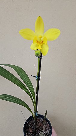 SPATHOGLOTTIS KIMBALLIANA