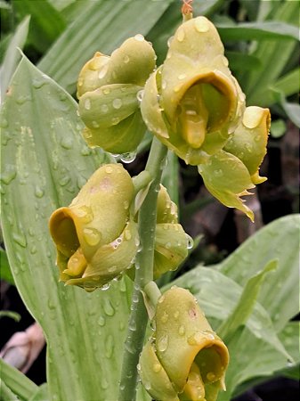 CATASETUM PLANICEPS